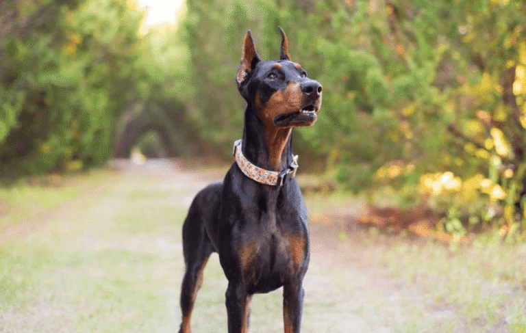 7 Secrets European Doberman Breeders Never Share Online