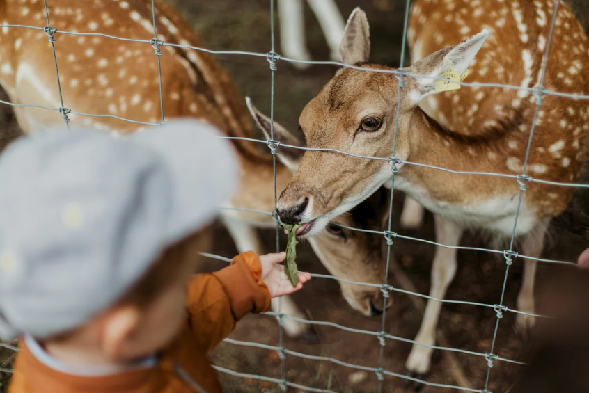 Choosing the Best Materials for Your Deer Fence: Durability, Cost, and Environmental Impact
