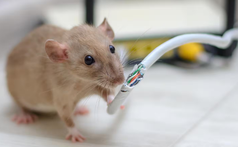 How to Prevent Mice in Cold Weather Without Poison Risks